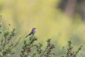Dunnock Prunella modularis male singing in the morning light