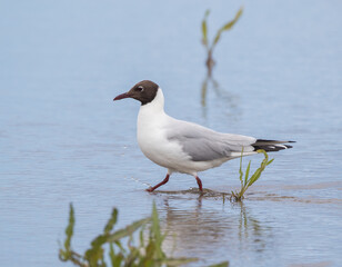 Black-Headed Gull (Chroicocephalus ridibundus) walking in Shallow Water