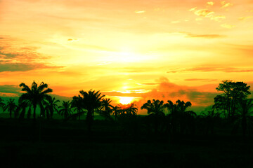 sunset in the jungle