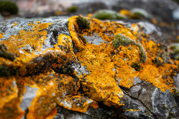 Rock covered with orange lichen. A few pieces of foam. Contrast color.
