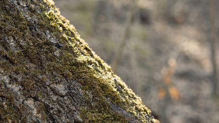 A fragment of the birch trunk, bark texture covered with green moss in a forest in spring, close-up, selective focus.