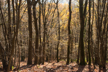 Trees trunks, shadows and yellow leaves on a sunny fall day in the Palatinate forest of Germany.