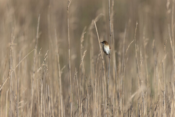 Zitting Cisticola Cisticola jucindis in close view in Morbihan, France