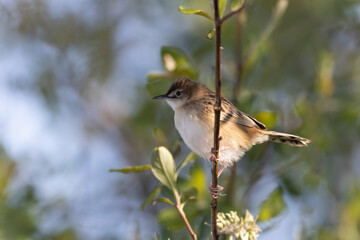 Zitting Cisticola Cisticola jucindis in close view in Morbihan, France