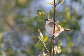 Zitting Cisticola Cisticola jucindis in close view in Morbihan, France