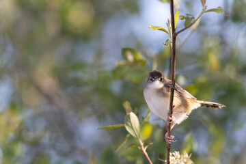 Zitting Cisticola Cisticola jucindis in close view in Morbihan, France