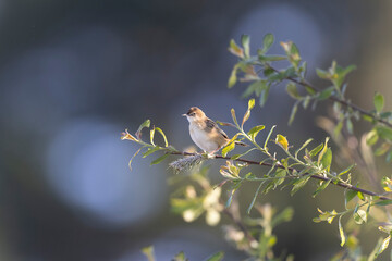 Zitting Cisticola Cisticola jucindis in close view in Morbihan, France
