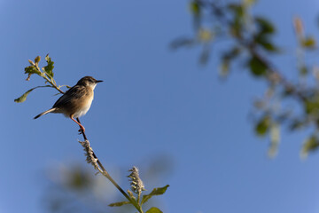 Zitting Cisticola Cisticola jucindis in close view in Morbihan, France