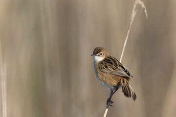 Zitting Cisticola Cisticola jucindis in close view in Morbihan, France