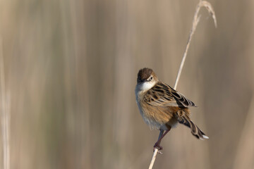 Zitting Cisticola Cisticola jucindis in close view in Morbihan, France