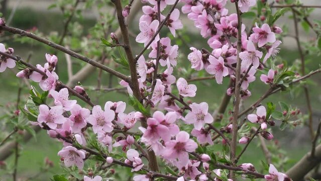Spring Time Fruit tree Flowers