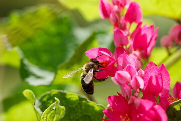 A bee collects nectar on pink flowers