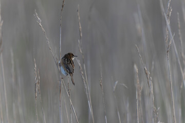 Zitting Cisticola Cisticola jucindis in close view in Morbihan, France