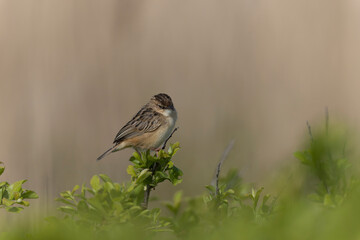 Zitting Cisticola Cisticola jucindis in close view in Morbihan, France