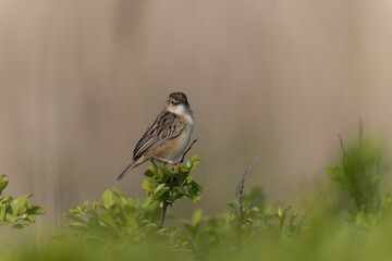 Zitting Cisticola Cisticola jucindis in close view in Morbihan, France