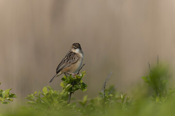 Zitting Cisticola Cisticola jucindis in close view in Morbihan, France