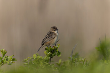 Zitting Cisticola Cisticola jucindis in close view in Morbihan, France