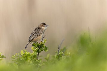 Zitting Cisticola Cisticola jucindis in close view in Morbihan, France
