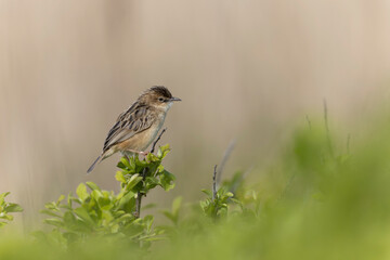Zitting Cisticola Cisticola jucindis in close view in Morbihan, France