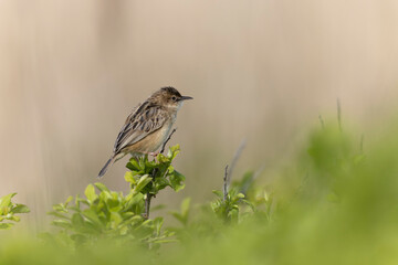 Zitting Cisticola Cisticola jucindis in close view in Morbihan, France