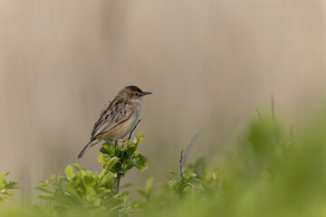 Zitting Cisticola Cisticola jucindis in close view in Morbihan, France