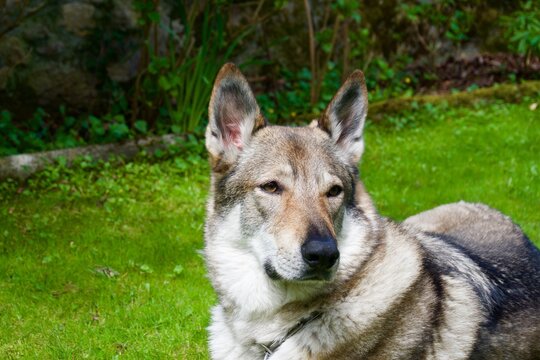Czechoslovakian wolfdog in the foreground