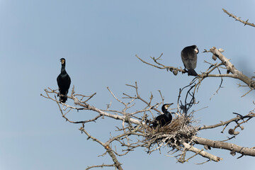 Great Cormorant Phalacrocorax carbo on a pond in Morbihan, France