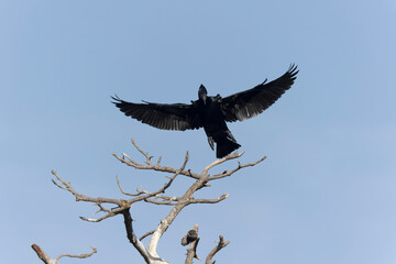 Great Cormorant Phalacrocorax carbo on a pond in Morbihan, France