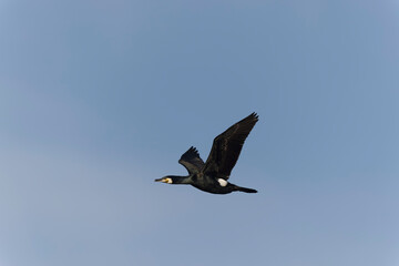 Fototapeta na wymiar Great Cormorant Phalacrocorax carbo on a pond in Morbihan, France