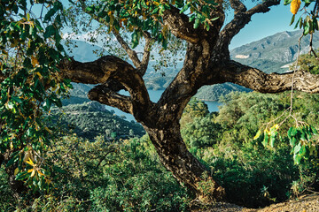 Fototapeta na wymiar Cork oaks in the Andalusian countryside. in summer, Andalusia, Spain, Europe