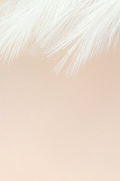 Ethereal Pink Fluffy Feather on Pastel beige background. Copy space. © Alexa Mat
