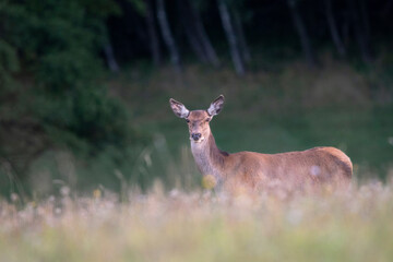 jelen, czech republic, portrait, wild animal, fauna, europe, female, green, summer, meadow, hind, natural, fur, outdoor, animals, background, young, fawn, mother, two, doe, hunting, red, cervus, stag,
