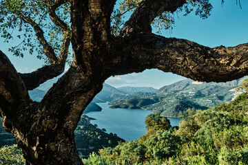 Fototapeta na wymiar Cork oaks in the Andalusian countryside. in summer, Andalusia, Spain, Europe