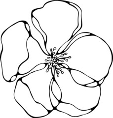 Black and white line illustration of sakura flower isolated on a white background. Fineliner hand drawing.