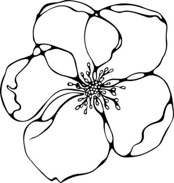 Black and white line illustration of sakura flower isolated on a white background. Fineliner hand drawing.