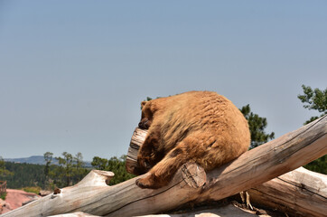 Hot Shaggy Fluffy Black Bear Resting in the Sun
