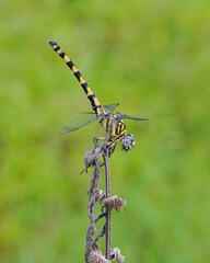 dragonfly on a branch