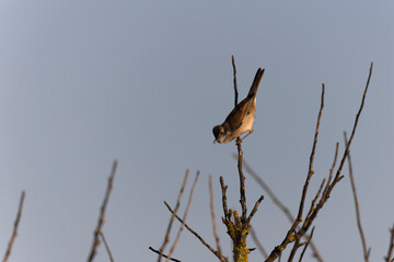 Common Whitethroat Curuca communis sitting in a bush