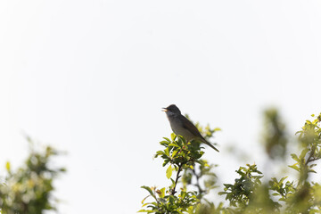 Common Whitethroat Curuca communis sitting in a bush