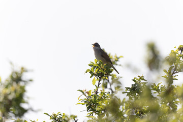 Common Whitethroat Curuca communis sitting in a bush