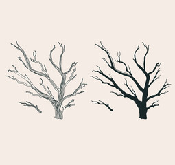 silhouette of a tree without foliage. graphic drawing.