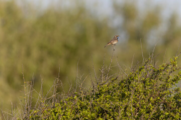 Bluethroat Luscinia svevica subsp. namnetum perching in Morbihan, France