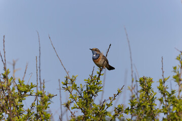 Bluethroat Luscinia svevica subsp. namnetum perching in Morbihan, France