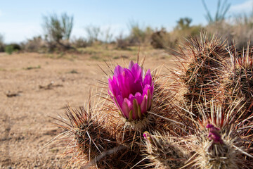 cactus flower in the desert