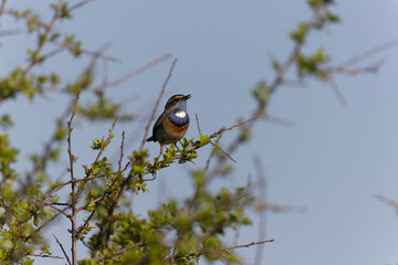 Bluethroat Luscinia svevica subsp. namnetum perching in Morbihan, France