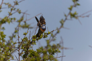 Bluethroat Luscinia svevica subsp. namnetum perching in Morbihan, France