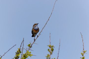 Bluethroat Luscinia svevica subsp. namnetum perching in Morbihan, France