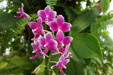 Eine wunderschöne pink weiße Orchidee