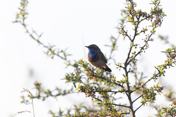 Bluethroat Luscinia svevica subsp. namnetum perching in Morbihan, France