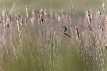 Bluethroat Luscinia svevica subsp. namnetum perching in Morbihan, France